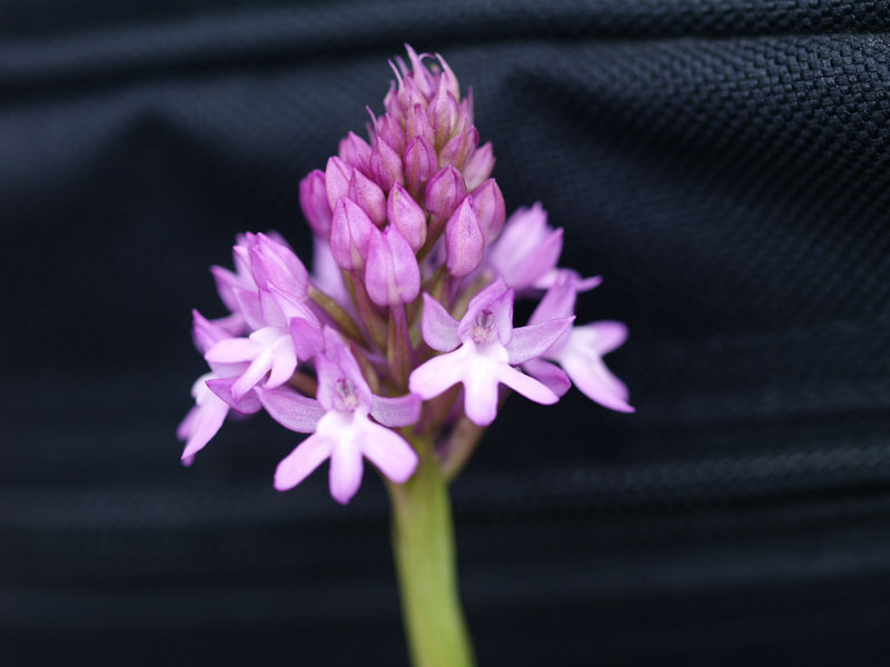 Anacamptis pyramidalis